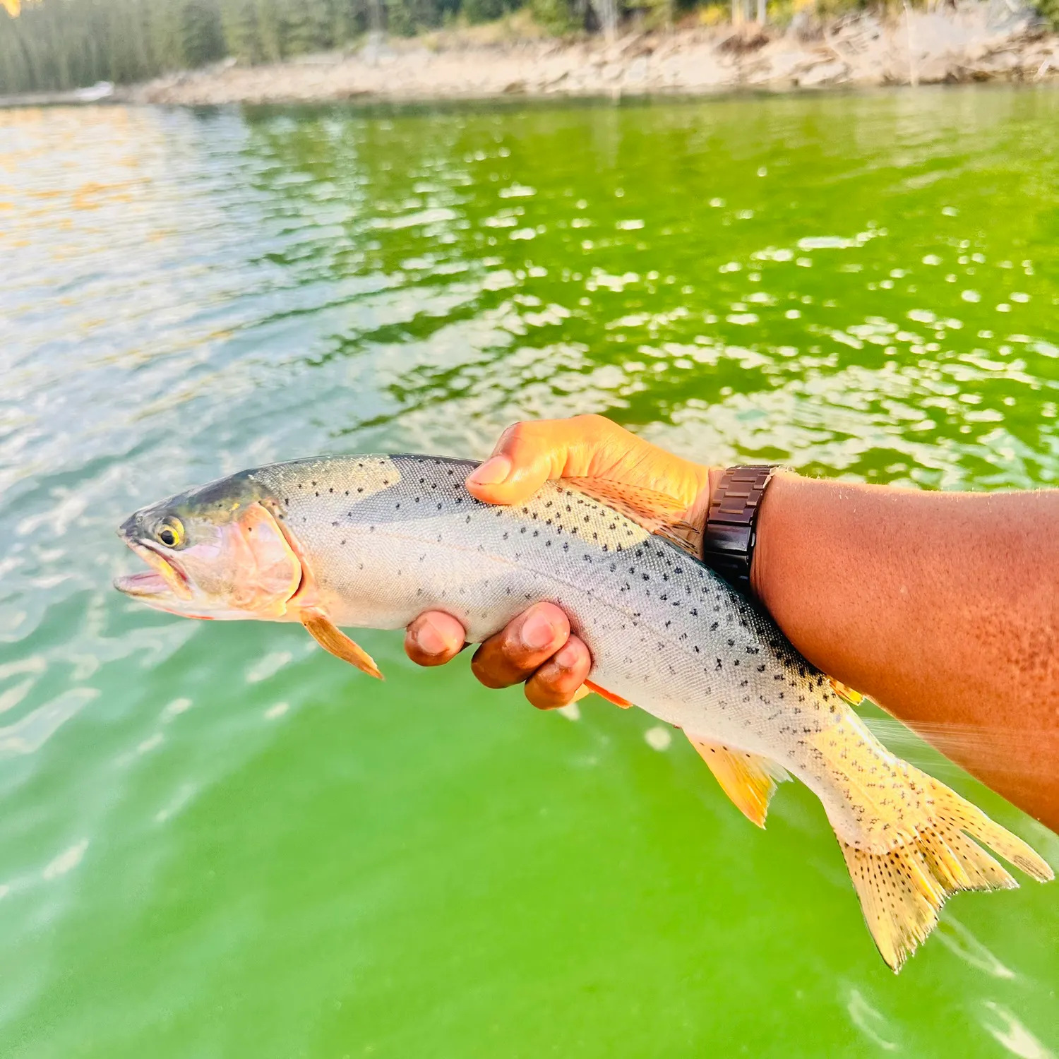 The most recent Cutthroat trout catches on Fishbrain