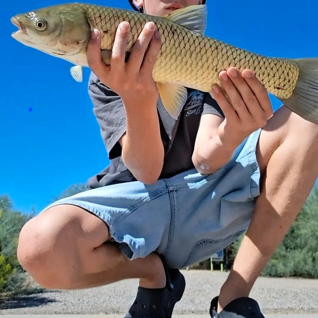 Grass carp caught on Fishbrain