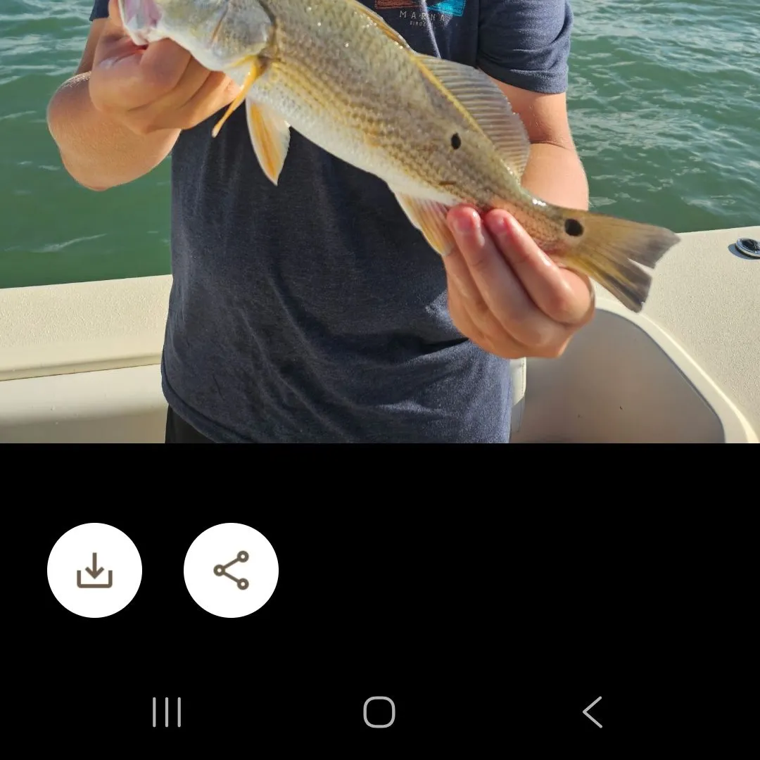 The most recent Red drum catches on Fishbrain