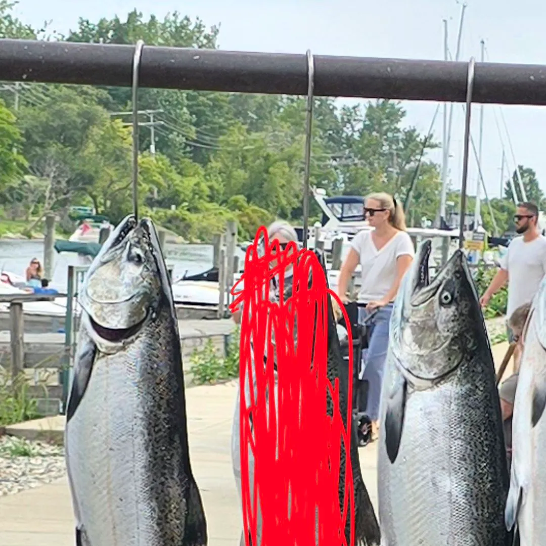 Chinook salmon caught on Fishbrain
