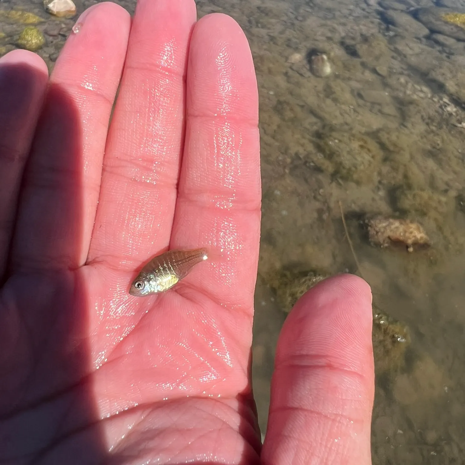 The most recent Sheepshead minnow catches on Fishbrain