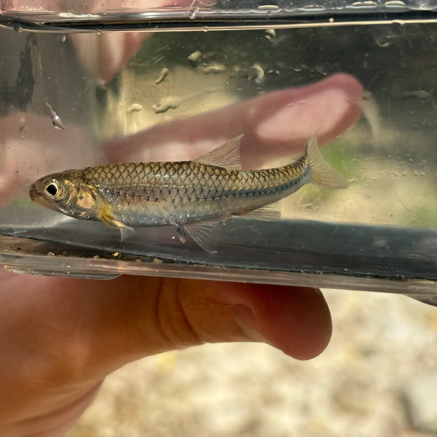 The most recent Sand shiner catches on Fishbrain