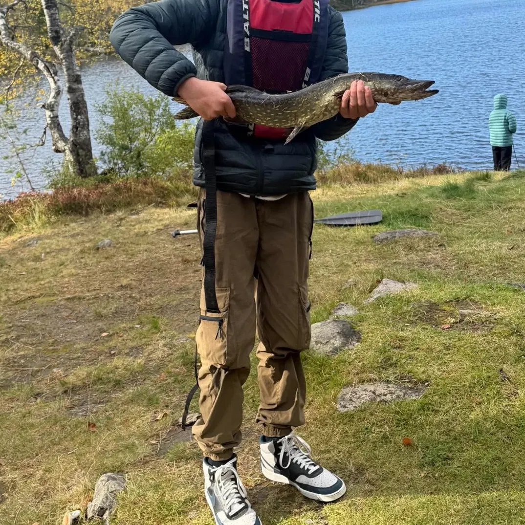Northern pike caught on Fishbrain