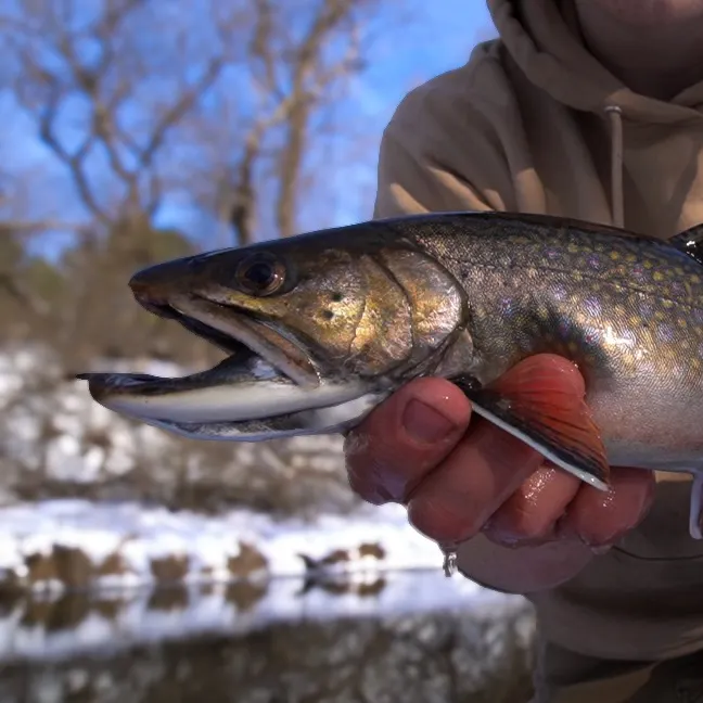 The most recent Brook trout catches on Fishbrain