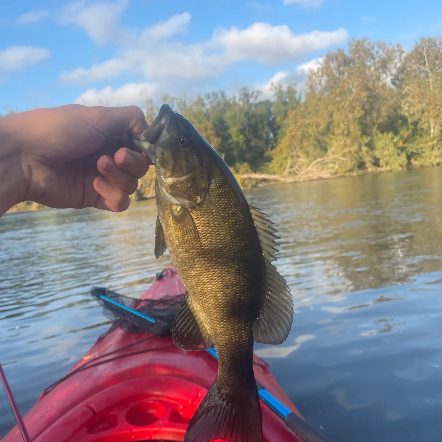 Smallmouth bass caught on Fishbrain