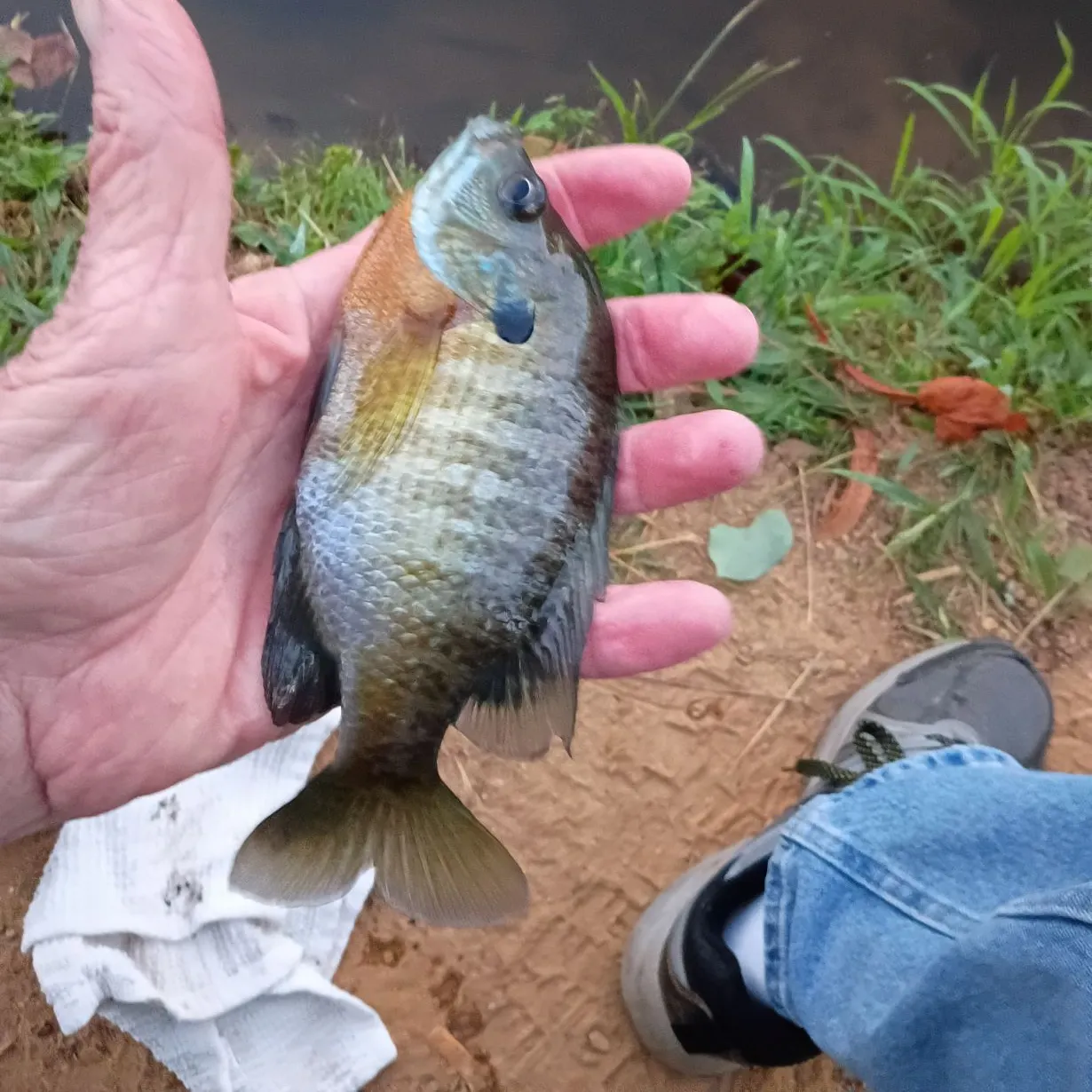 Bluegill caught on Fishbrain