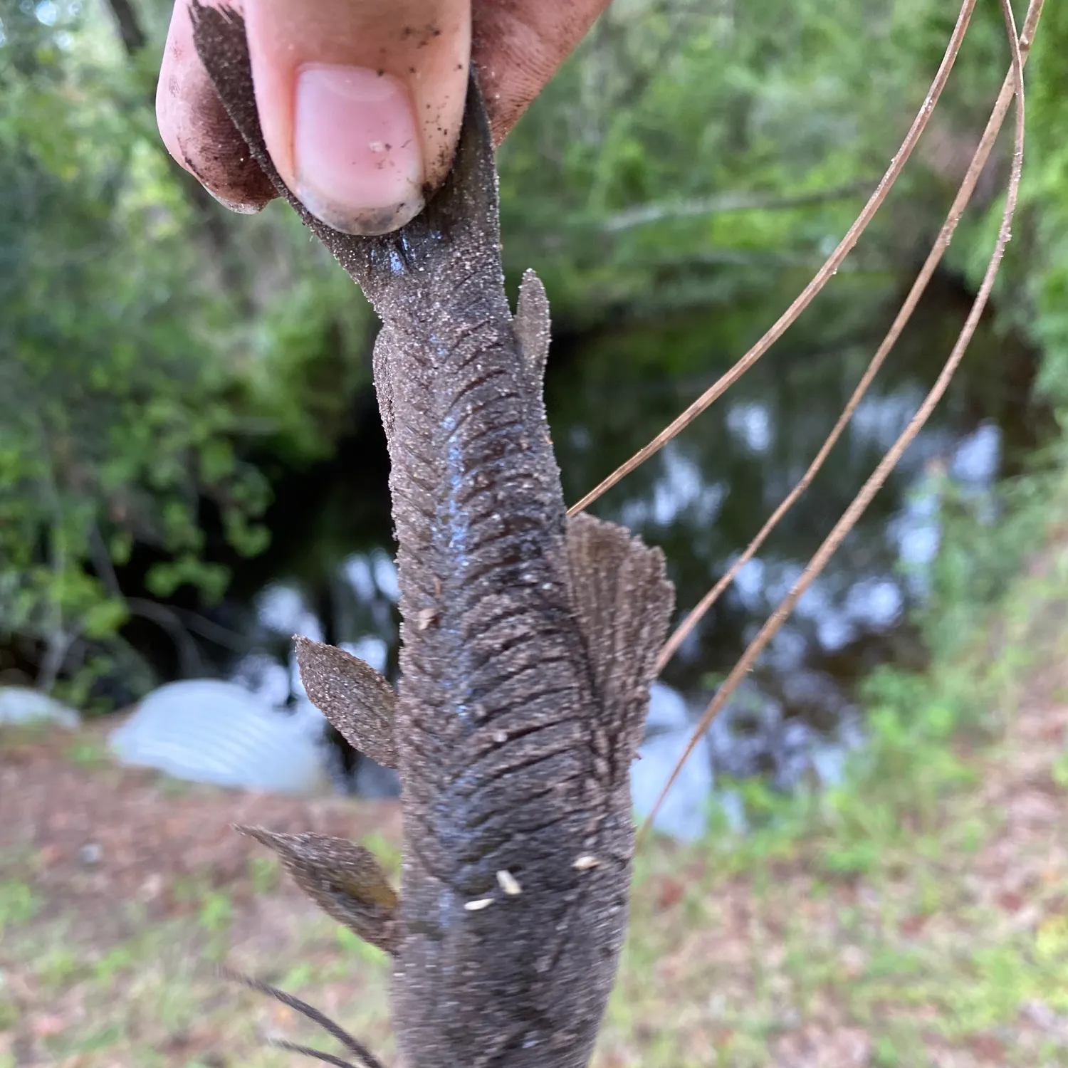 Suckermouth catfish caught on Fishbrain