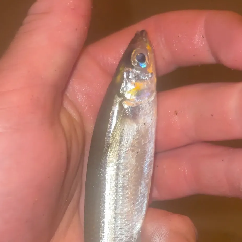The most recent Topsmelt silverside catches on Fishbrain