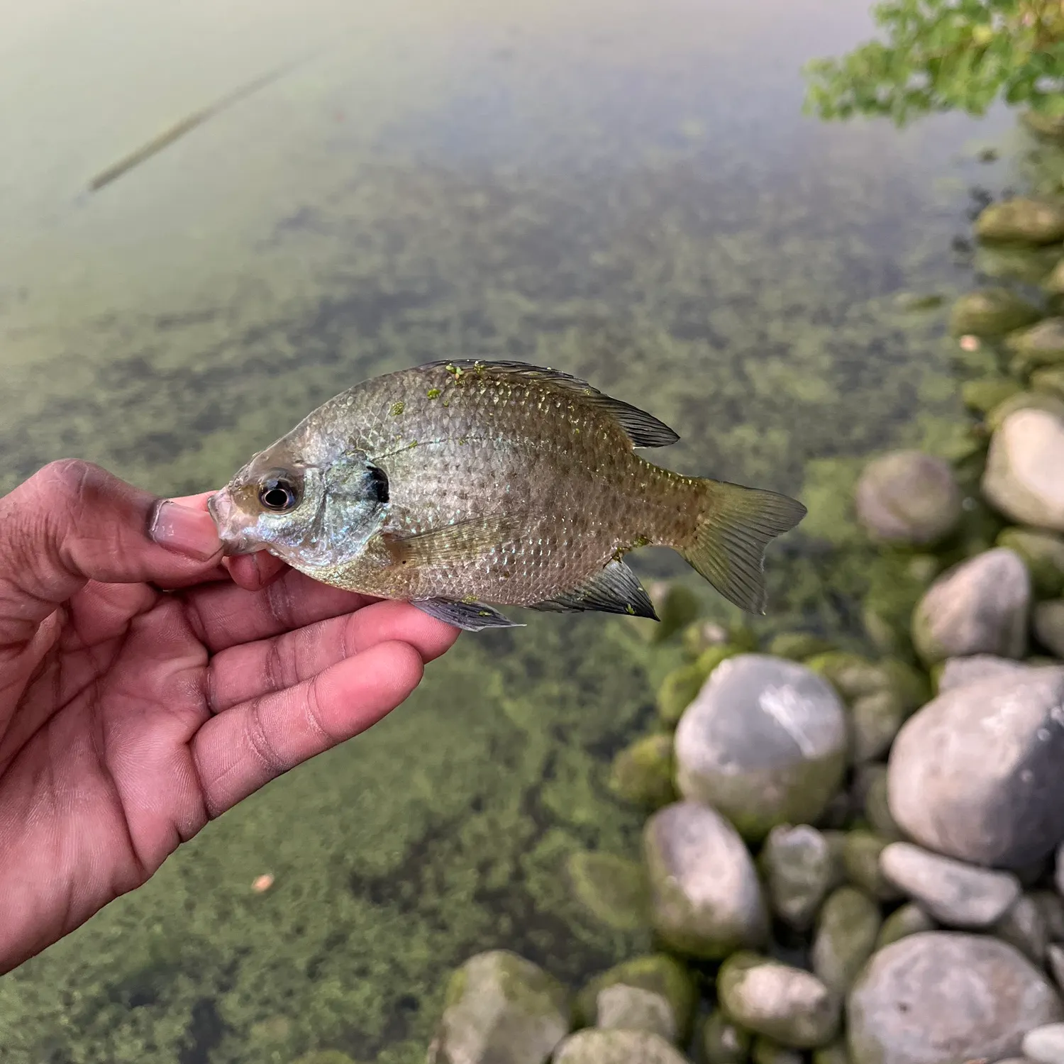 Bluegill caught on Fishbrain