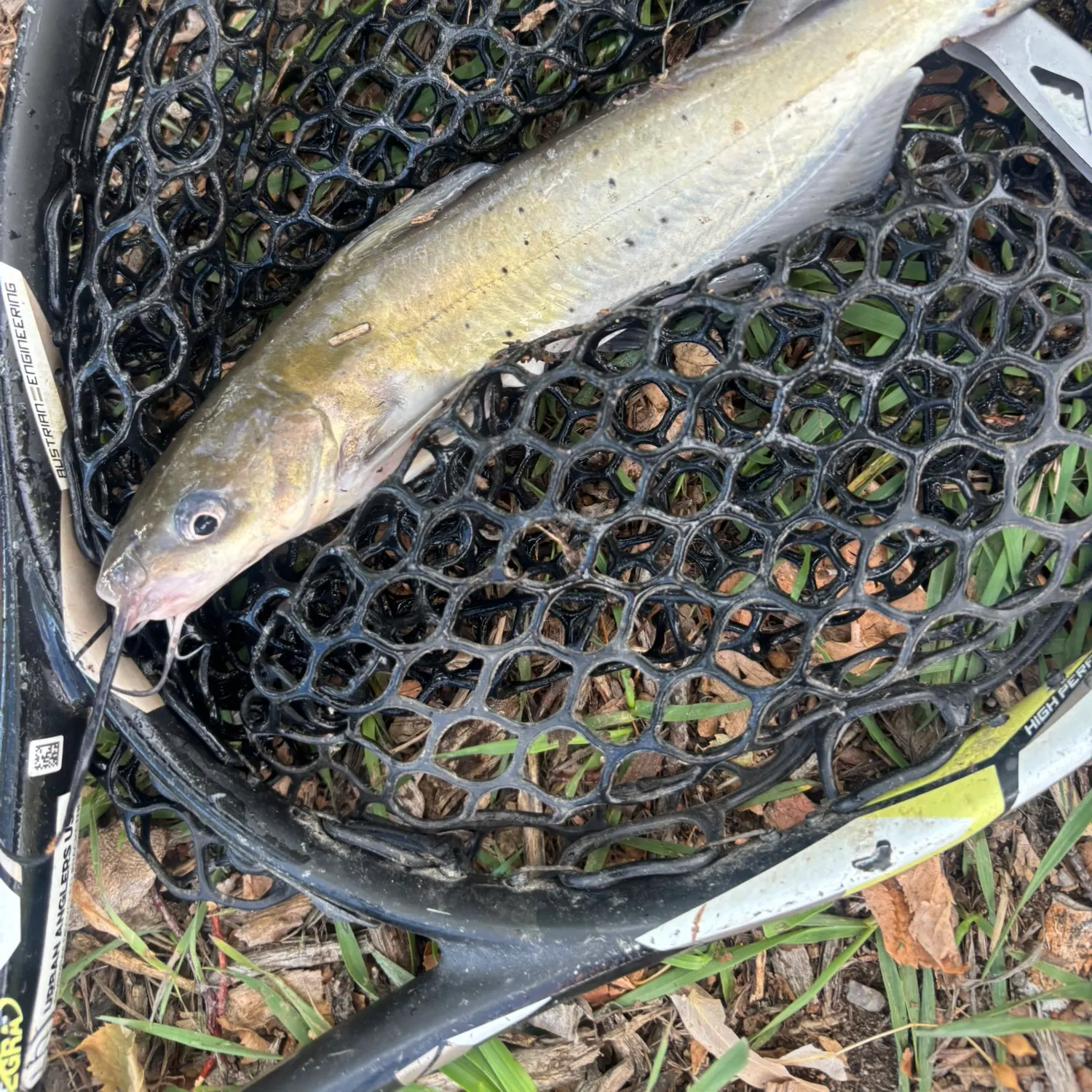 Channel catfish caught on Fishbrain