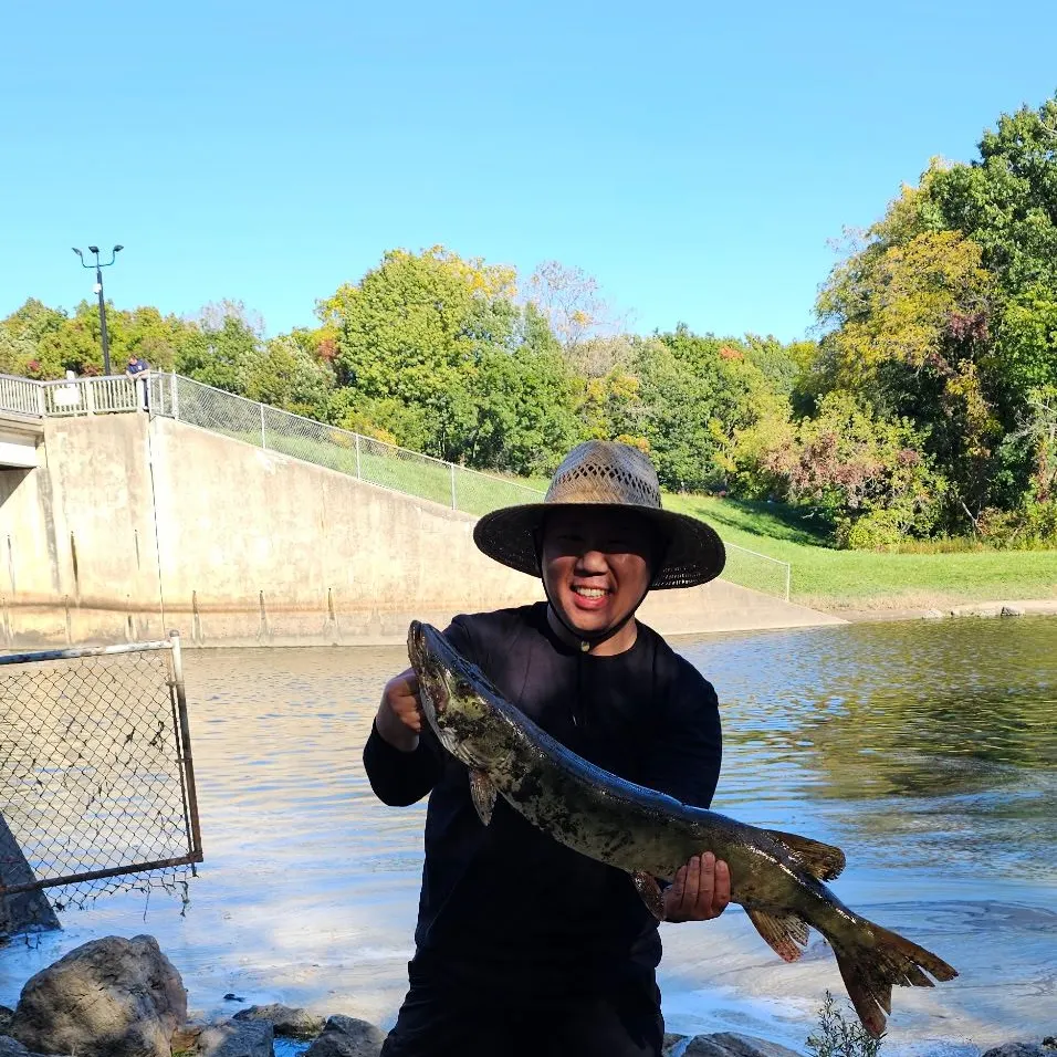 The most recent Muskie catches on Fishbrain