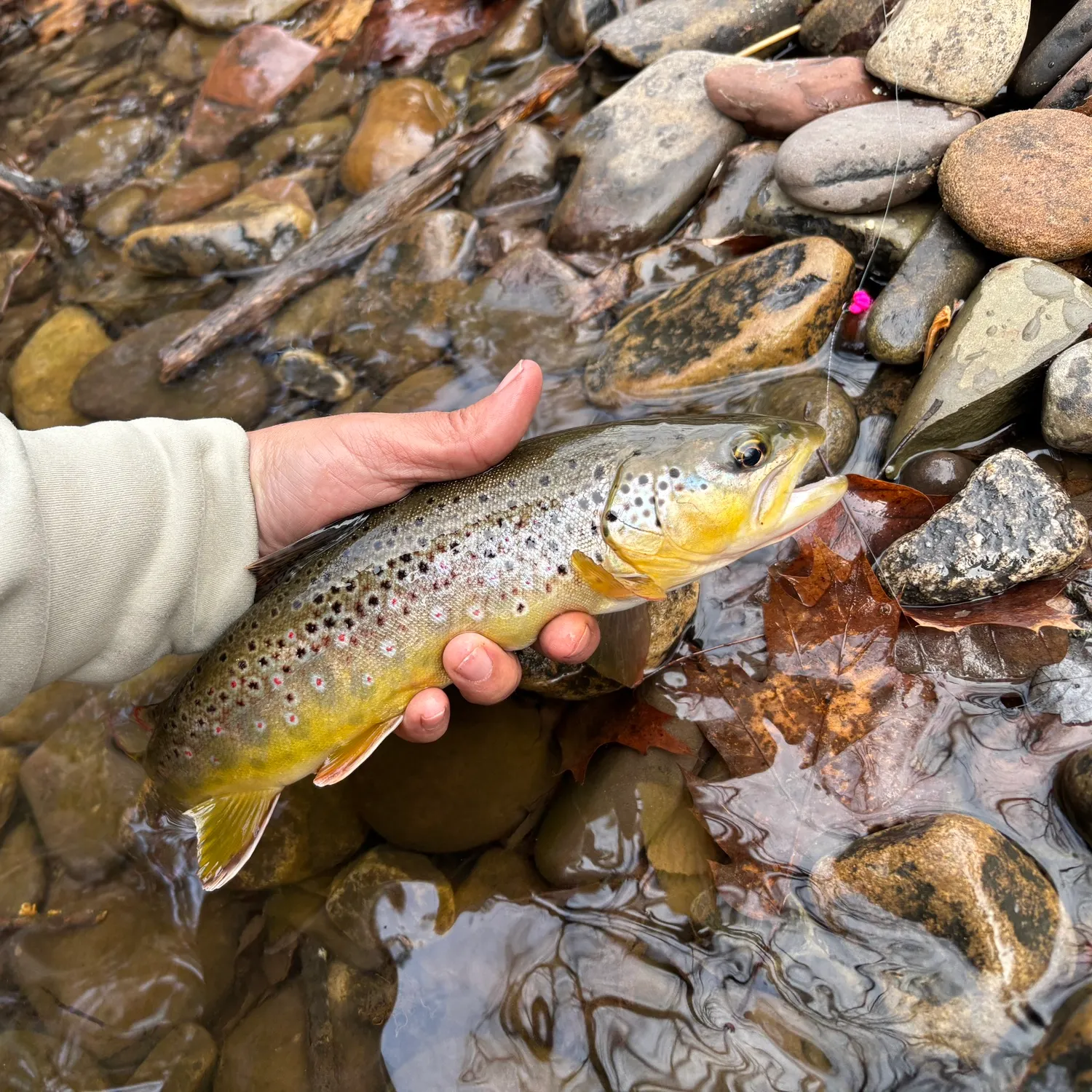 recently logged catches