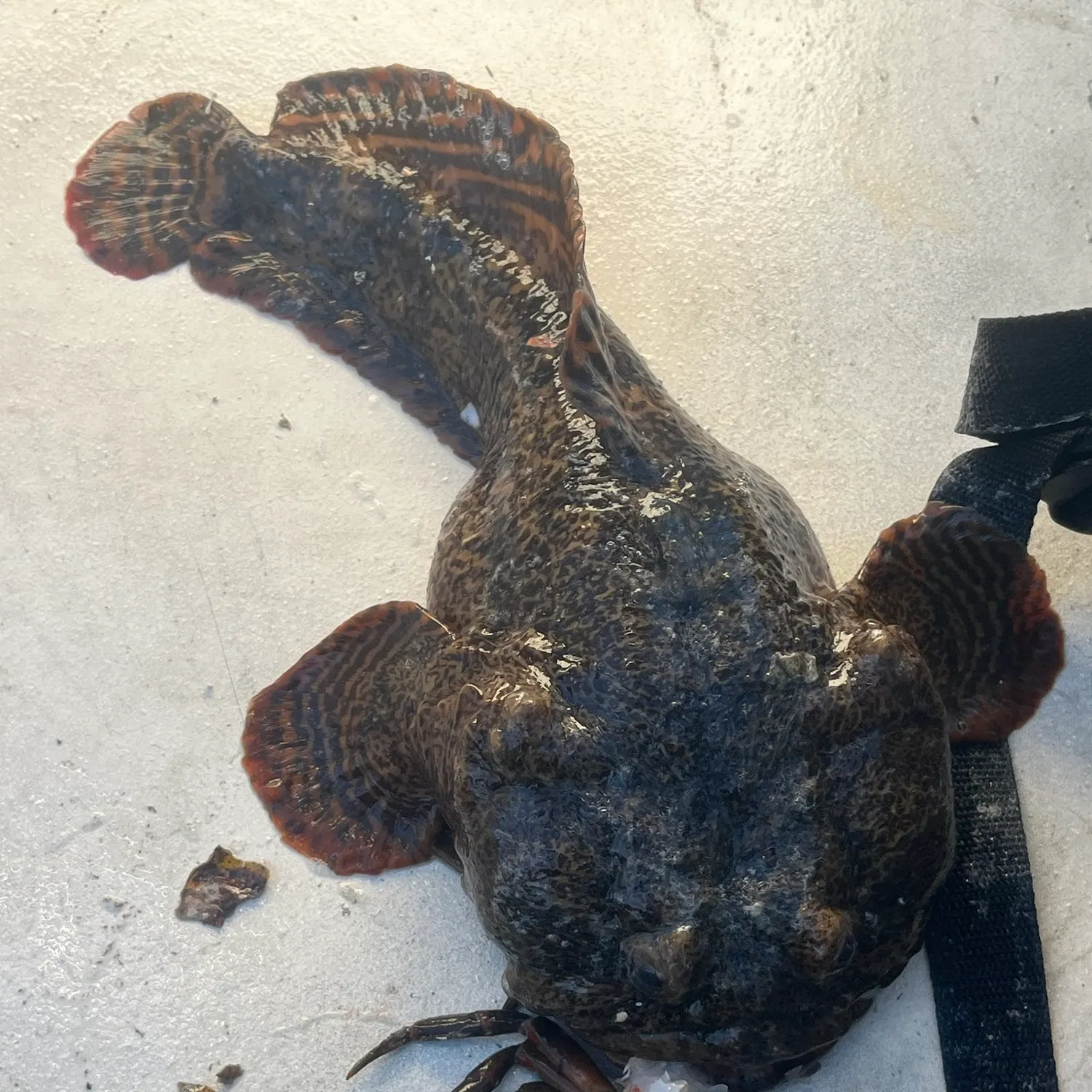 Oyster toadfish caught on Fishbrain