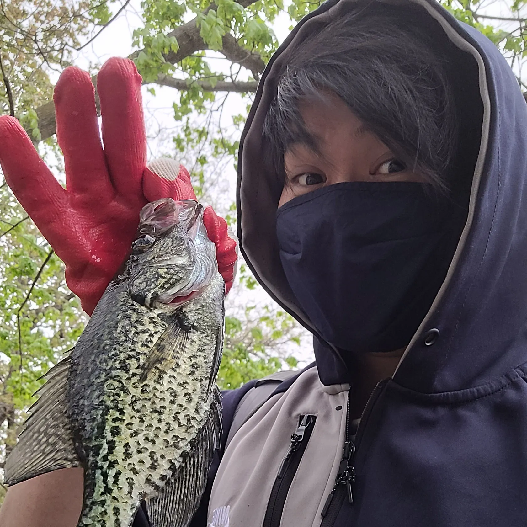 The most recent Black crappie catches on Fishbrain