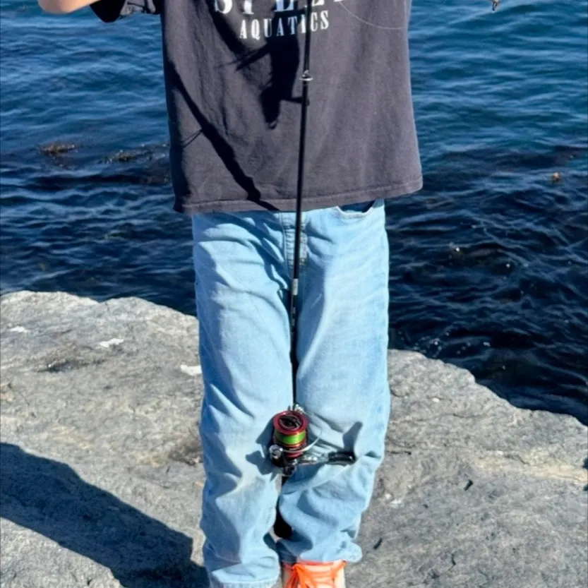 The most recent Kelp bass catches on Fishbrain