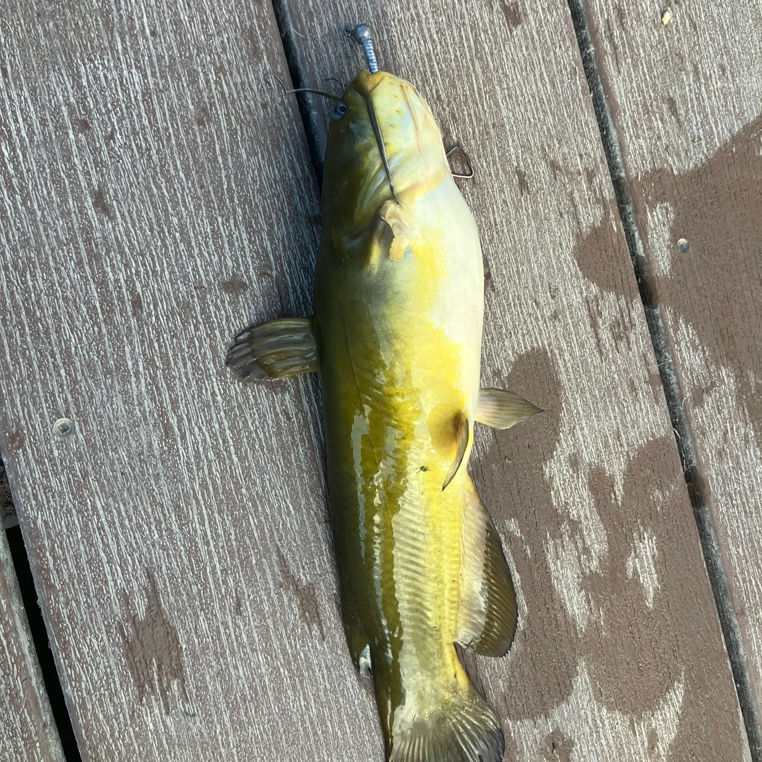 Yellow bullhead caught on Fishbrain