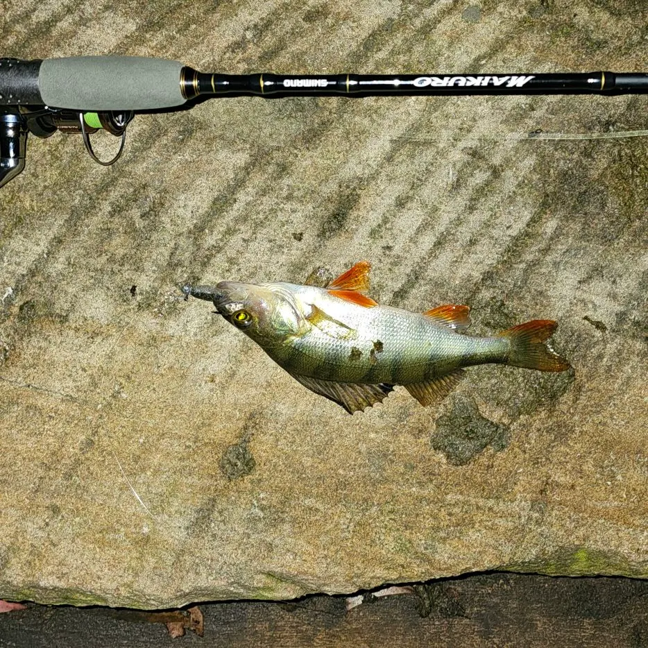 European perch caught on Fishbrain