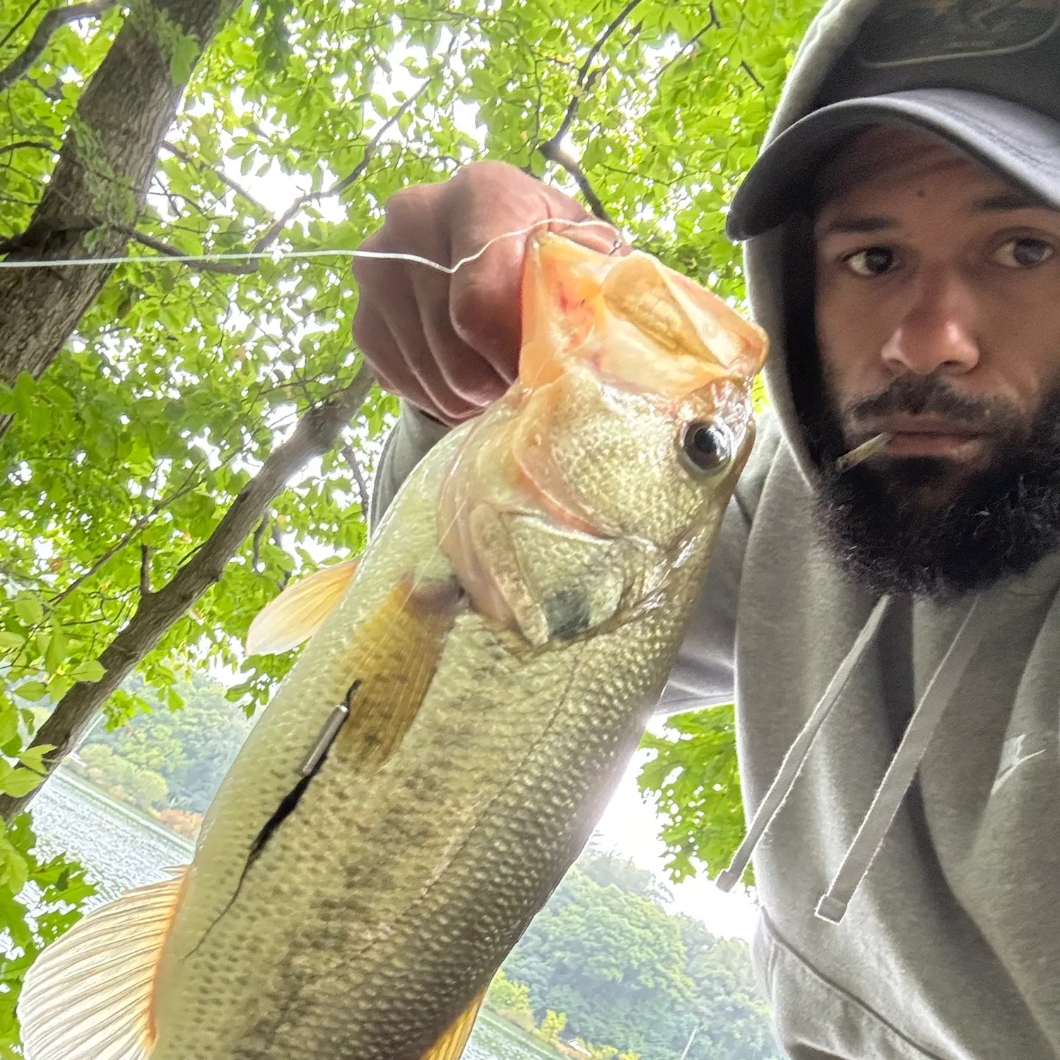 Largemouth bass caught on Fishbrain