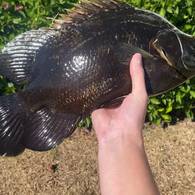 The most recent Atlantic tripletail catches on Fishbrain