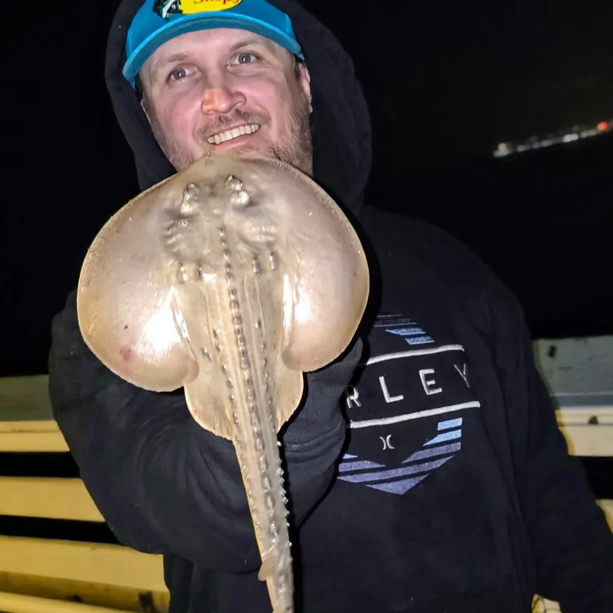 The most recent Thornback guitarfish catches on Fishbrain
