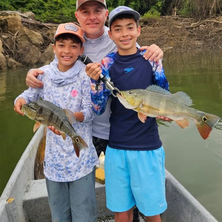 The most recent Speckled peacock bass catches on Fishbrain