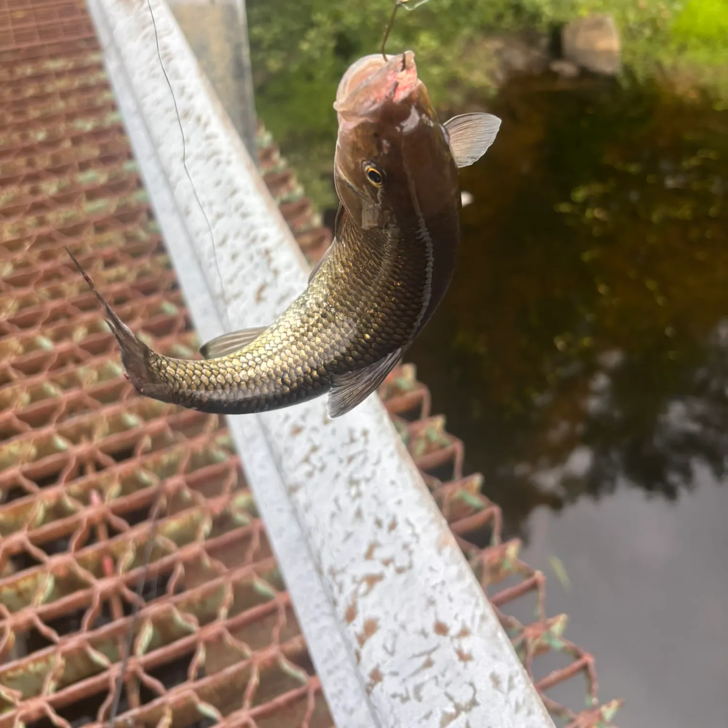 Fish caught on Fishbrain