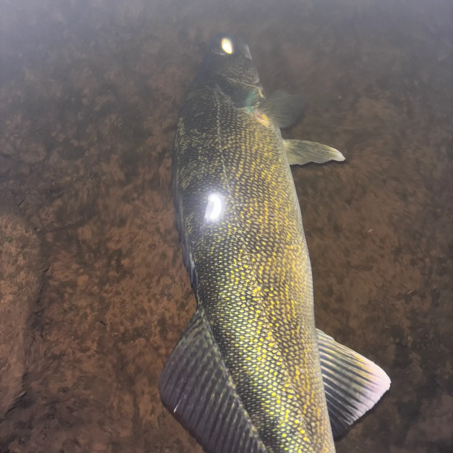 Walleye caught on Fishbrain