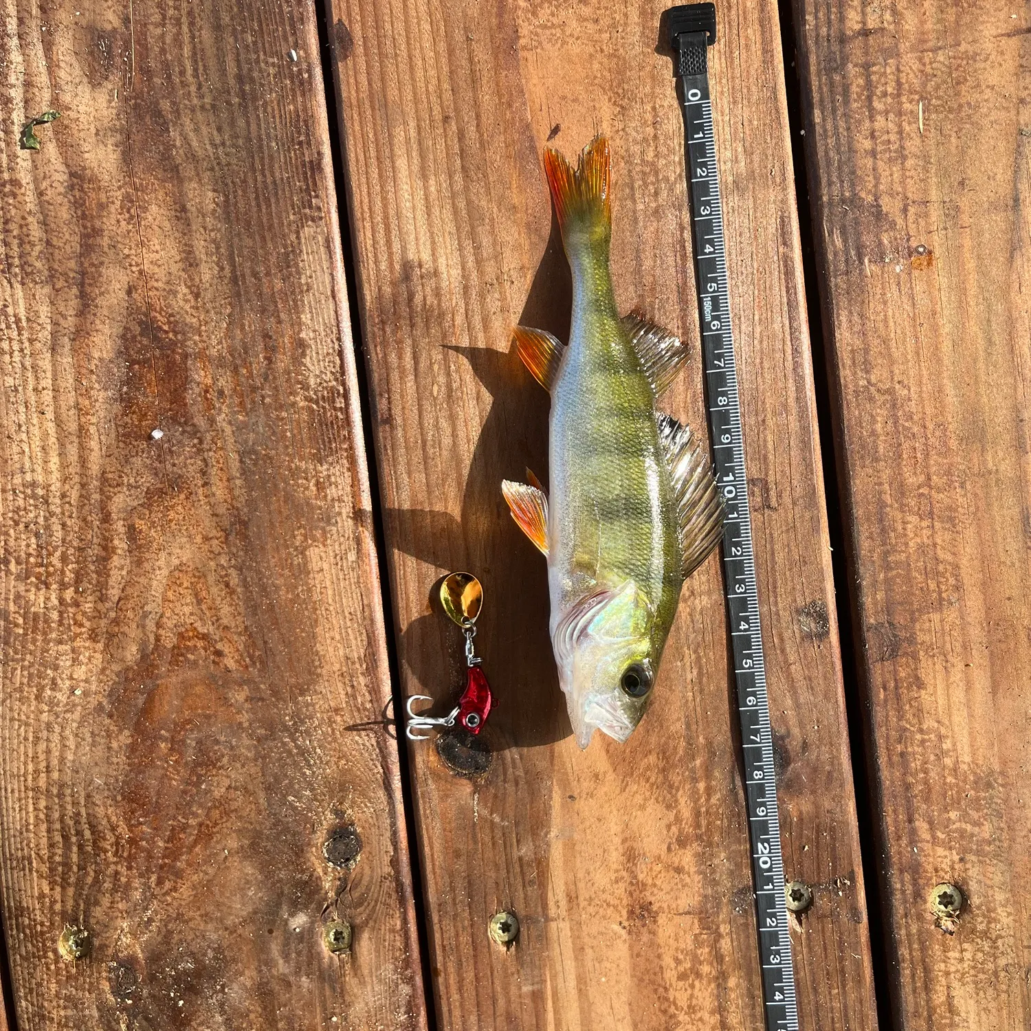 European perch caught on Fishbrain