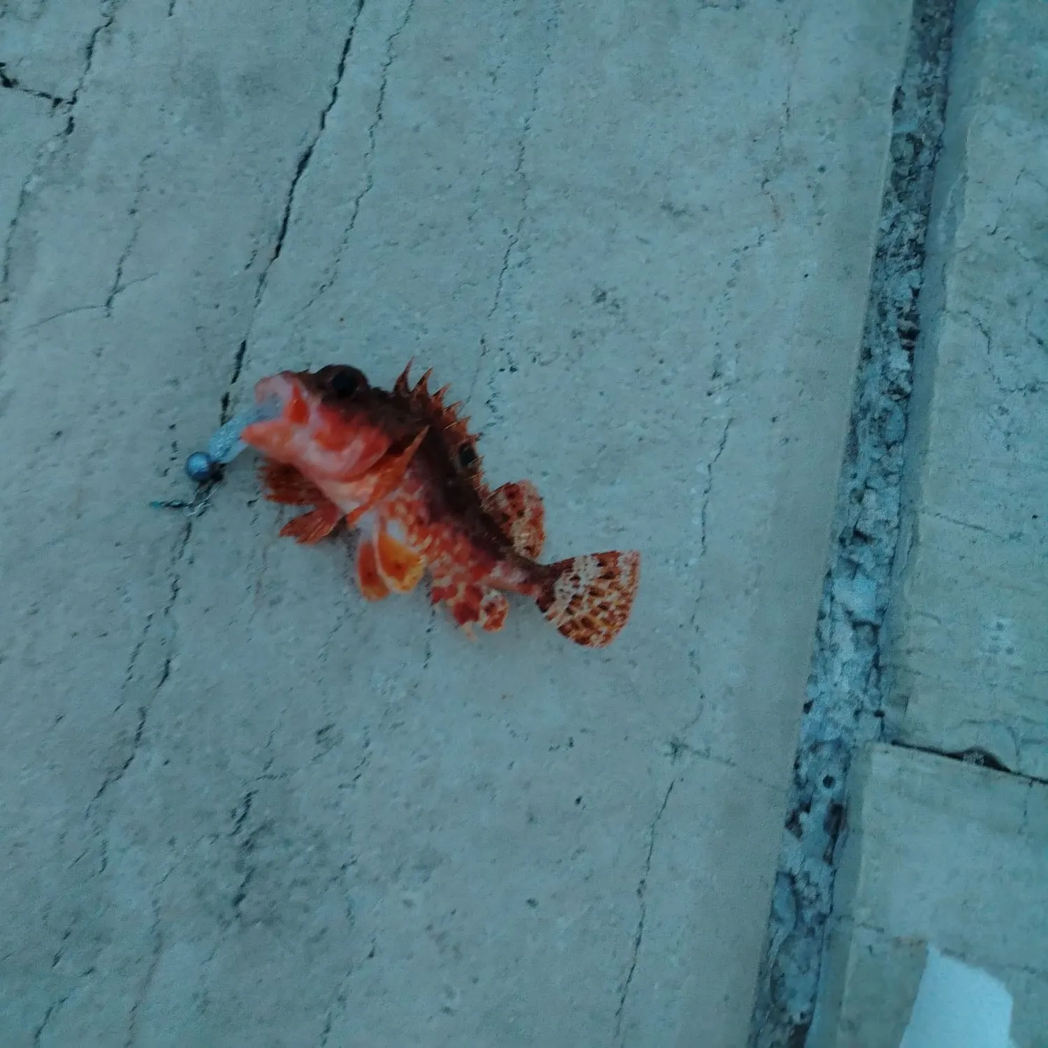 The most recent Tassled scorpionfish catches on Fishbrain