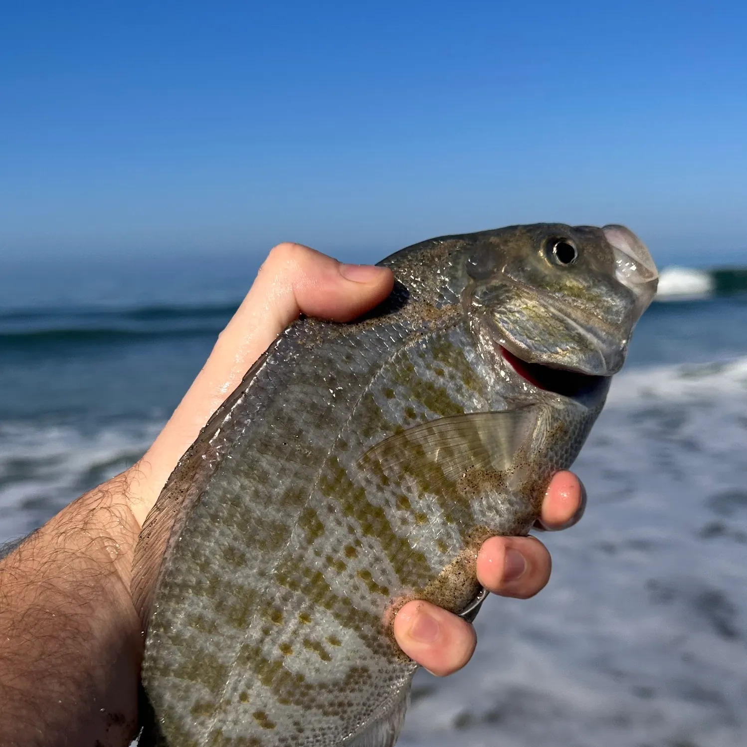 Barred surfperch caught on Fishbrain