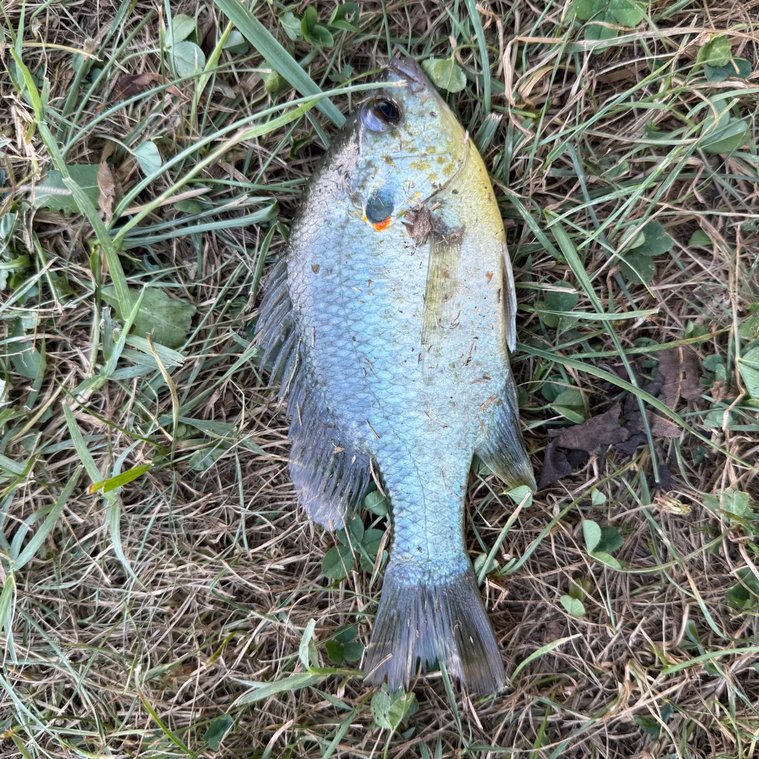 Redear sunfish caught on Fishbrain