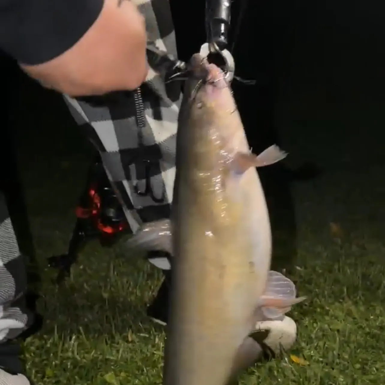 Channel catfish caught on Fishbrain