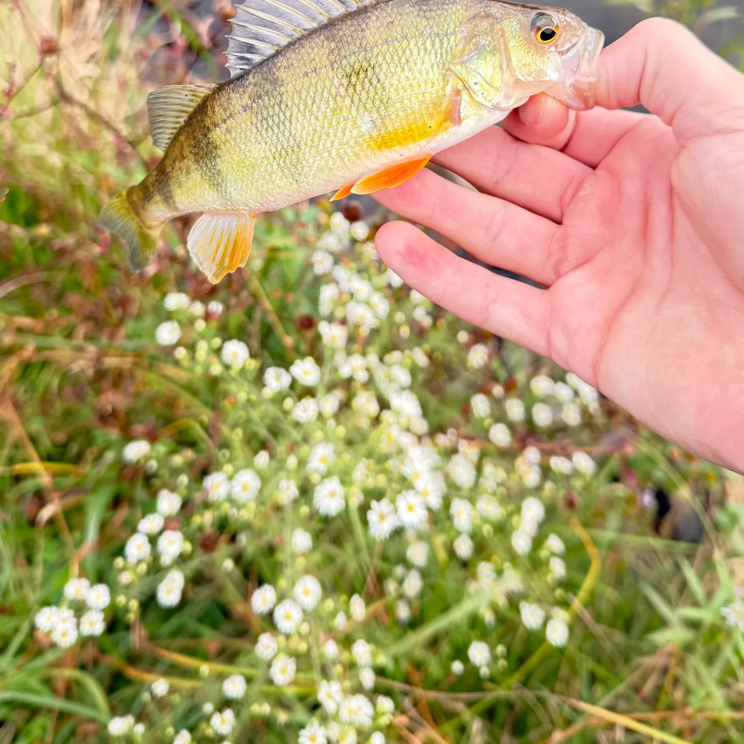 Yellow perch caught on Fishbrain