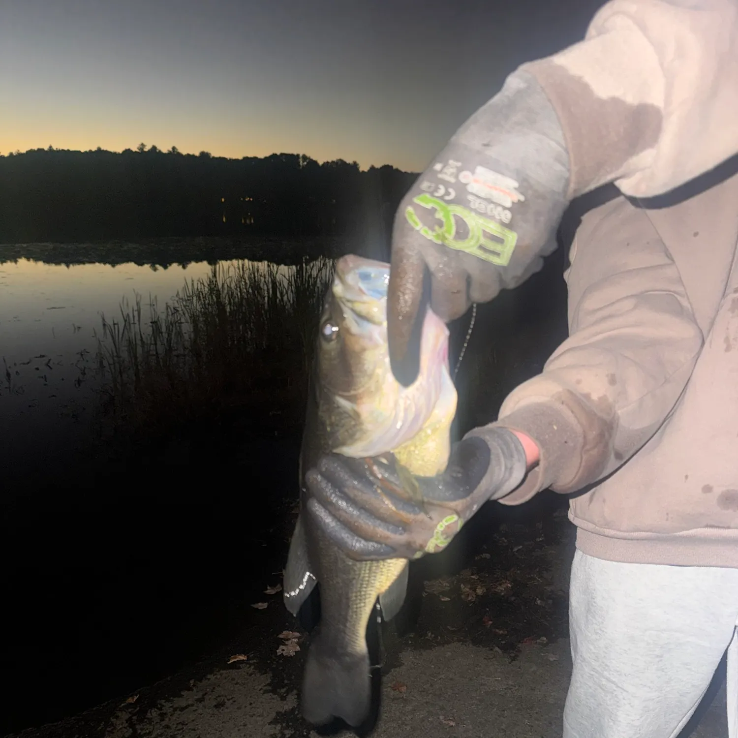Largemouth bass caught on Fishbrain