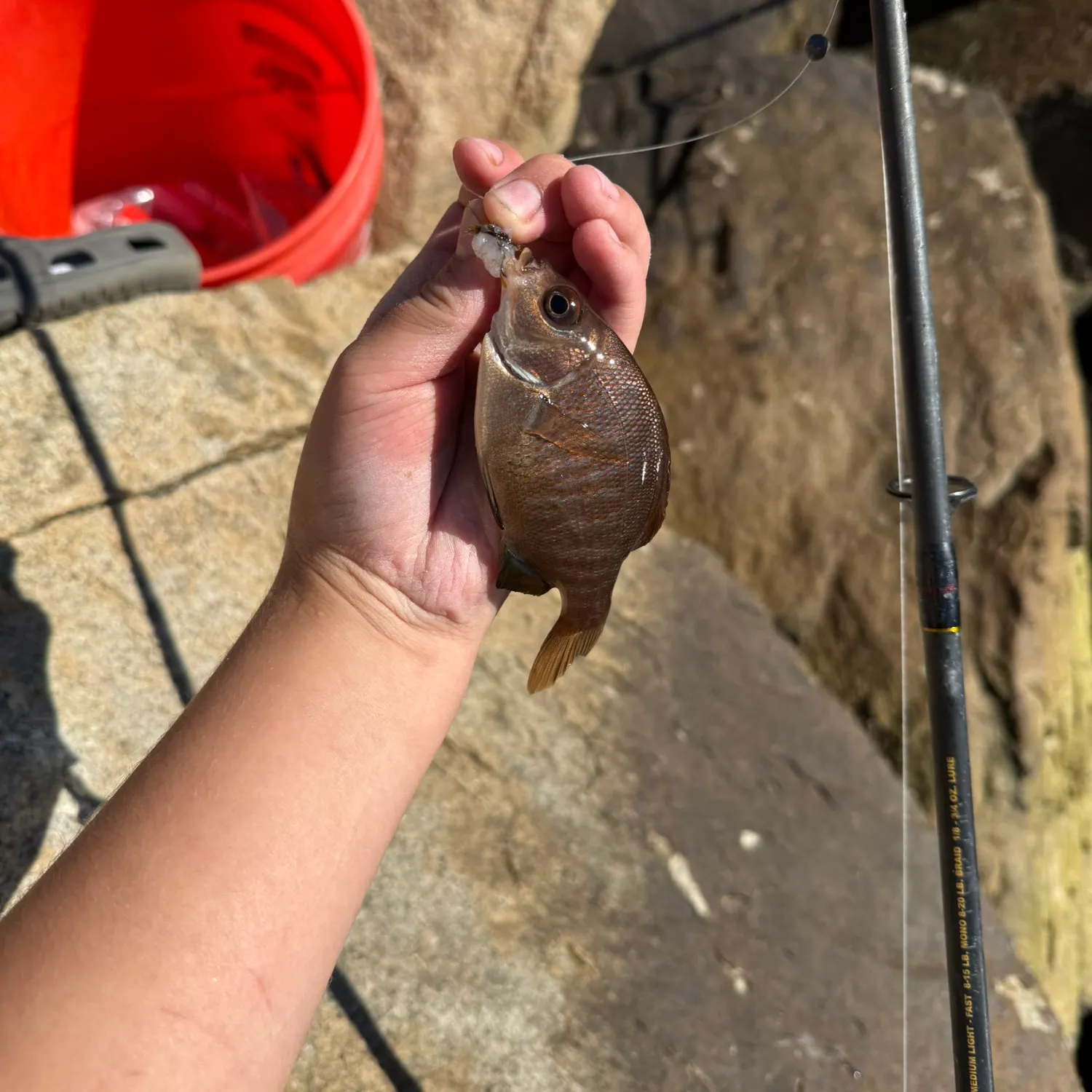 The most recent Black perch catches on Fishbrain