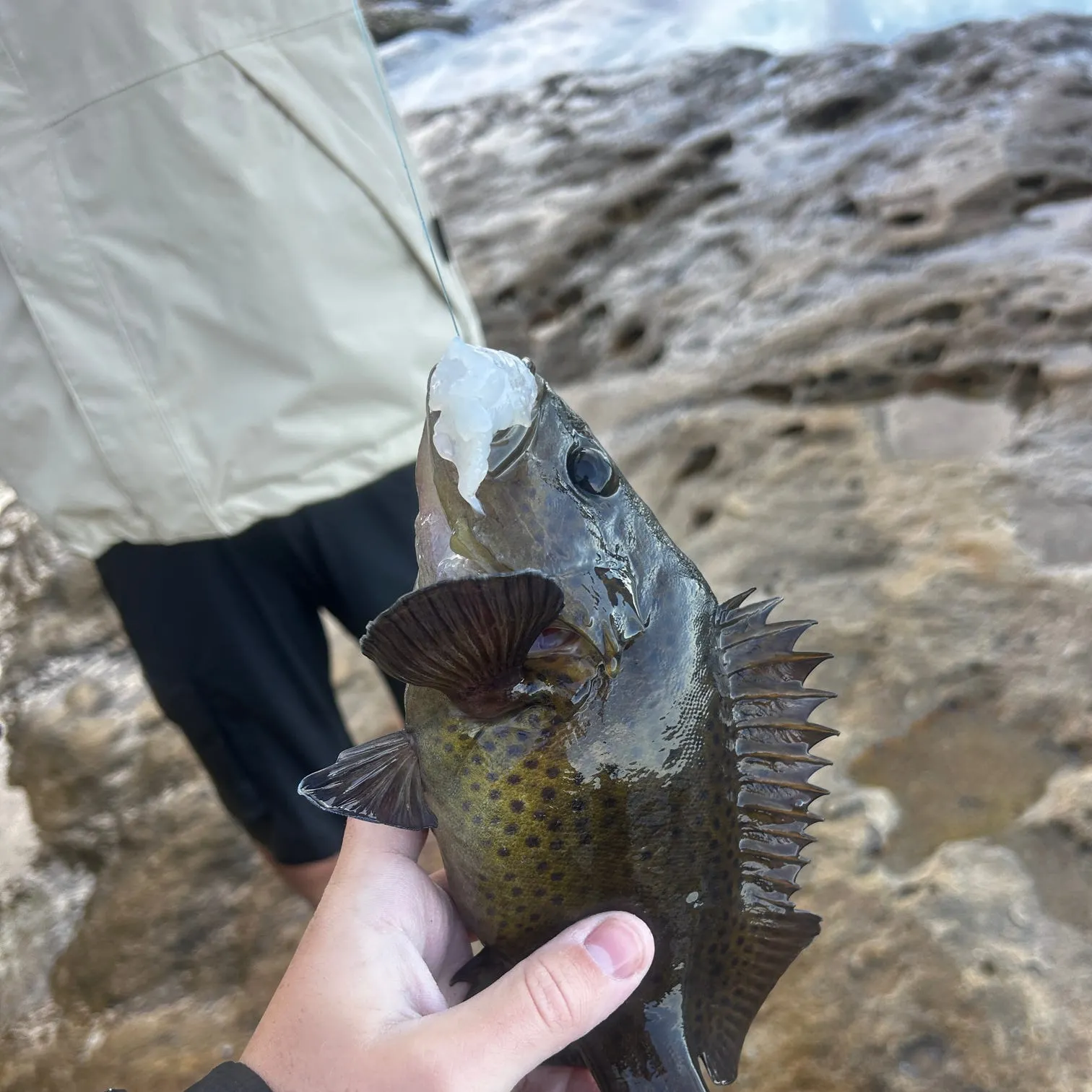 The most recent Eastern wirrah catches on Fishbrain