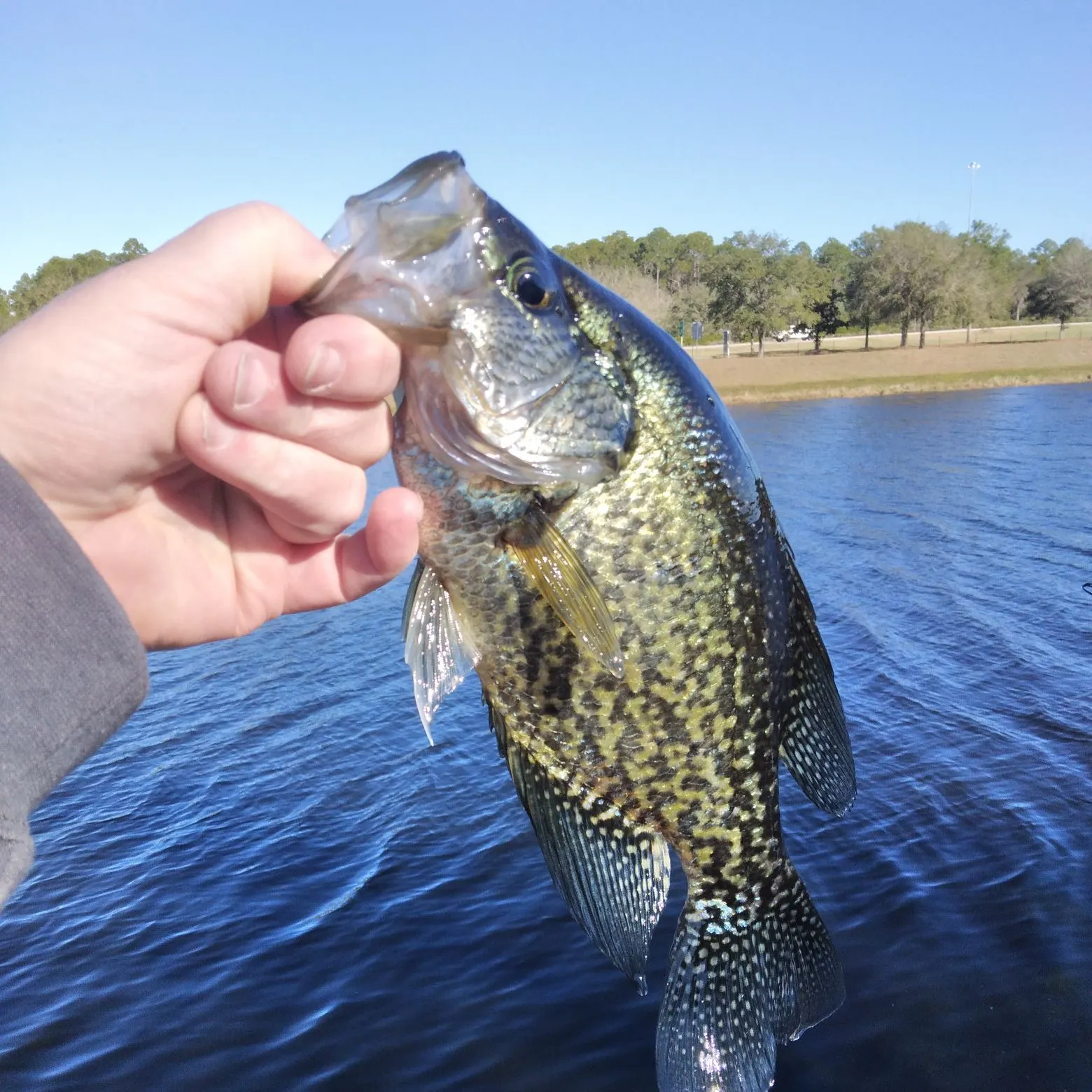 The most recent Black crappie catches on Fishbrain