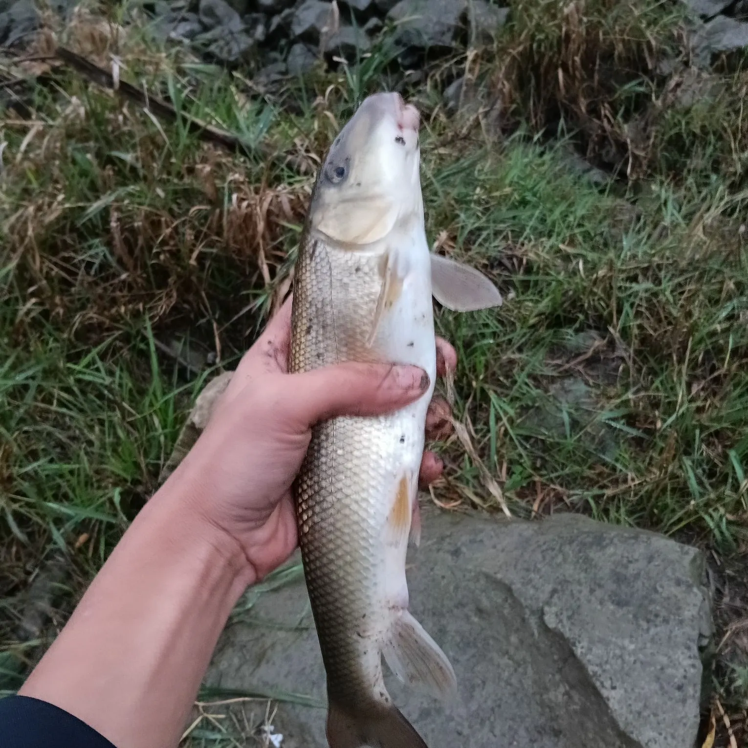 White sucker caught on Fishbrain