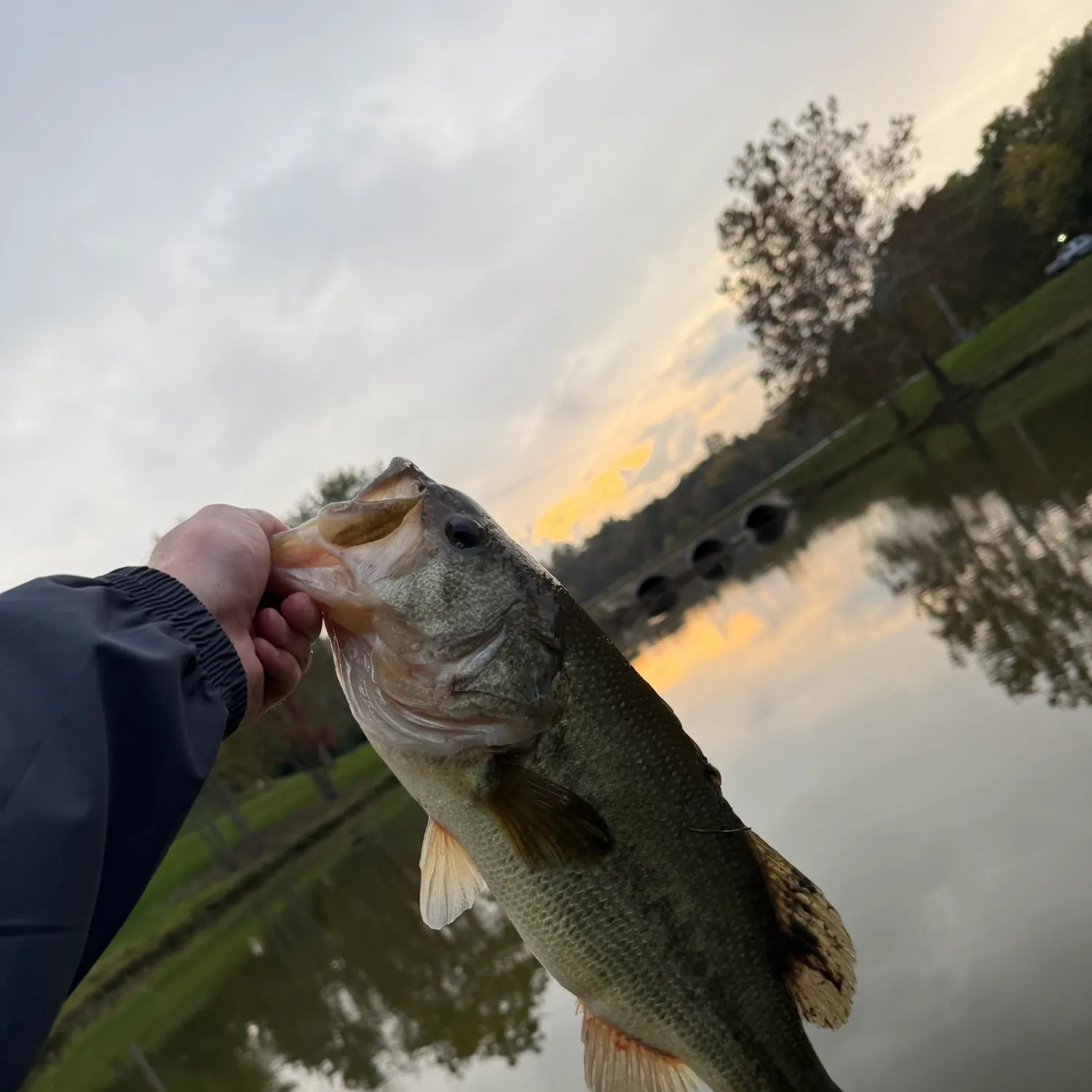 Largemouth bass caught on Fishbrain