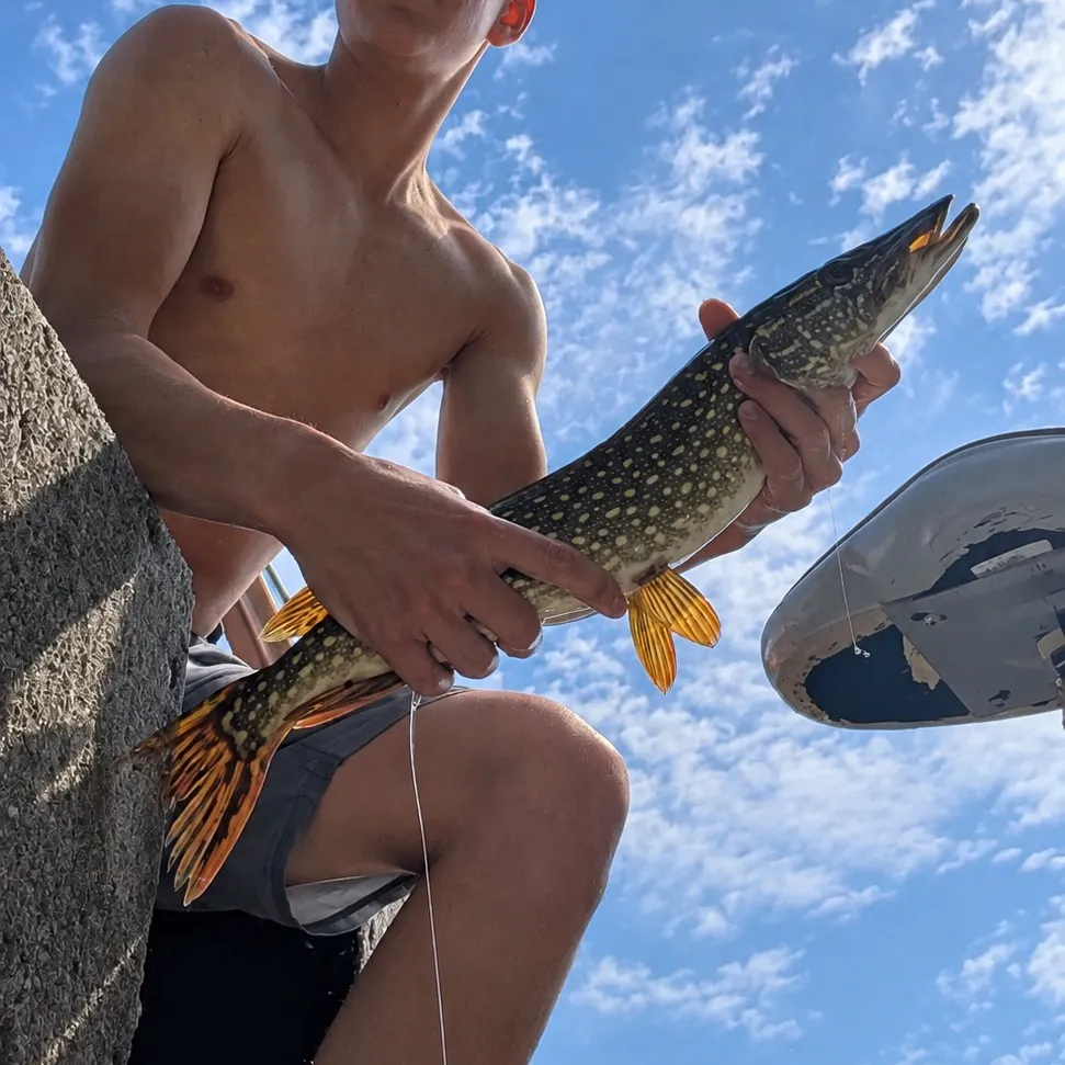Northern pike caught on Fishbrain