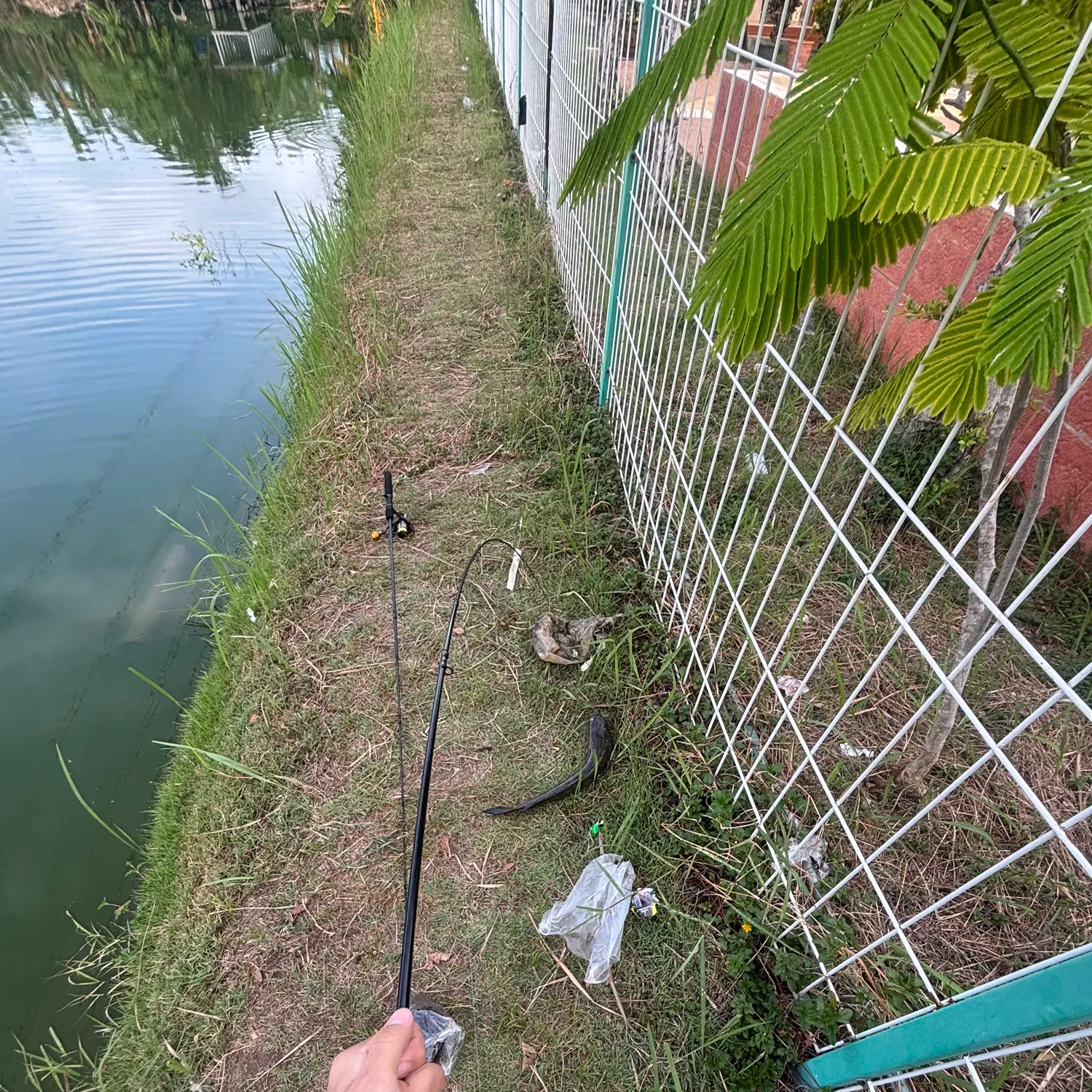 Fish caught on Fishbrain