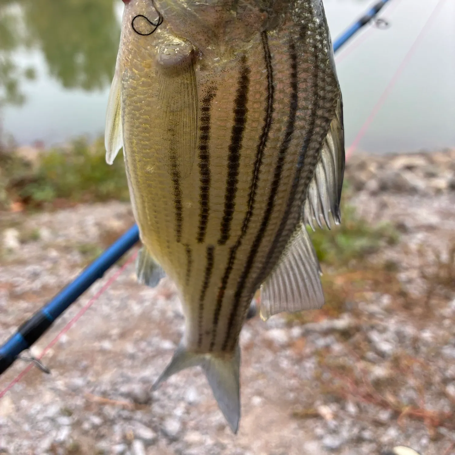 Yellow bass caught on Fishbrain