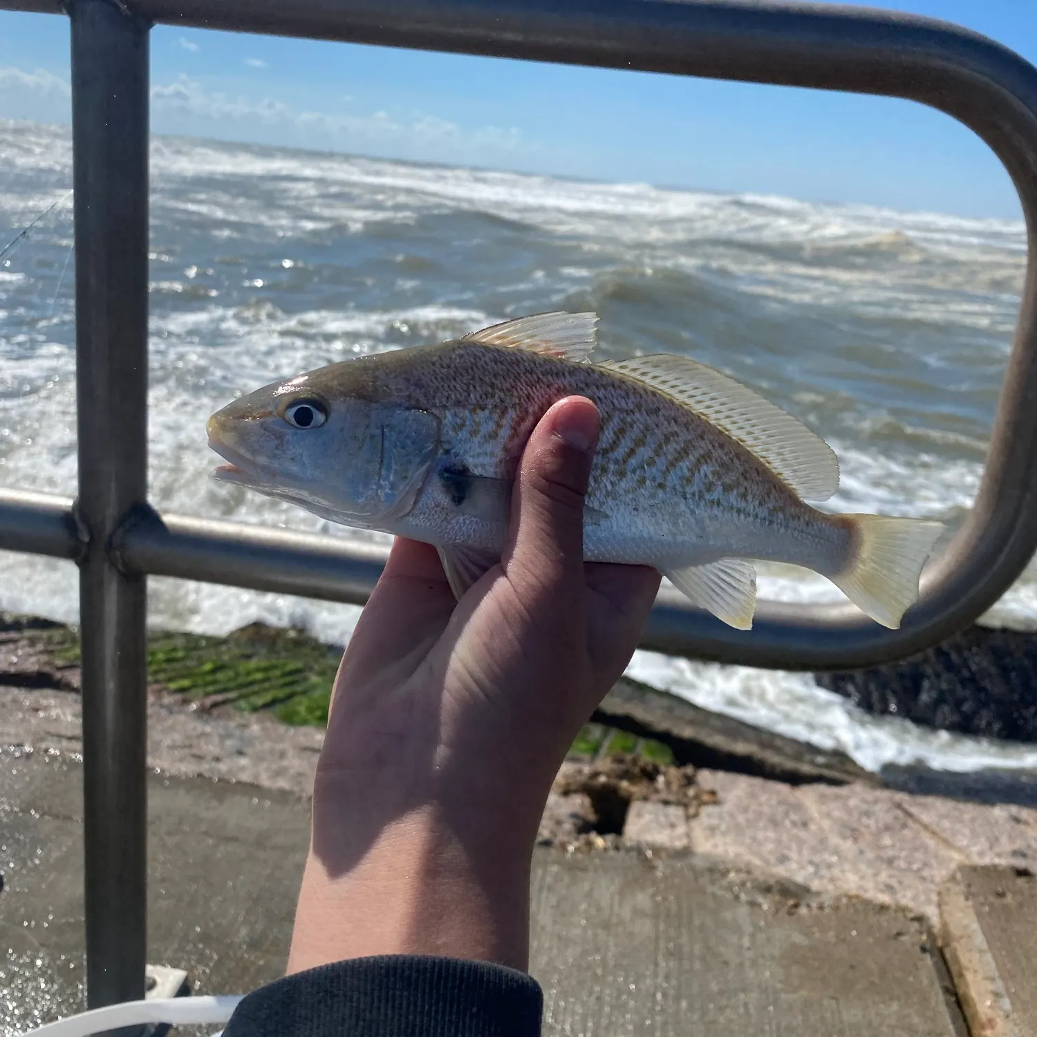 Atlantic croaker caught on Fishbrain
