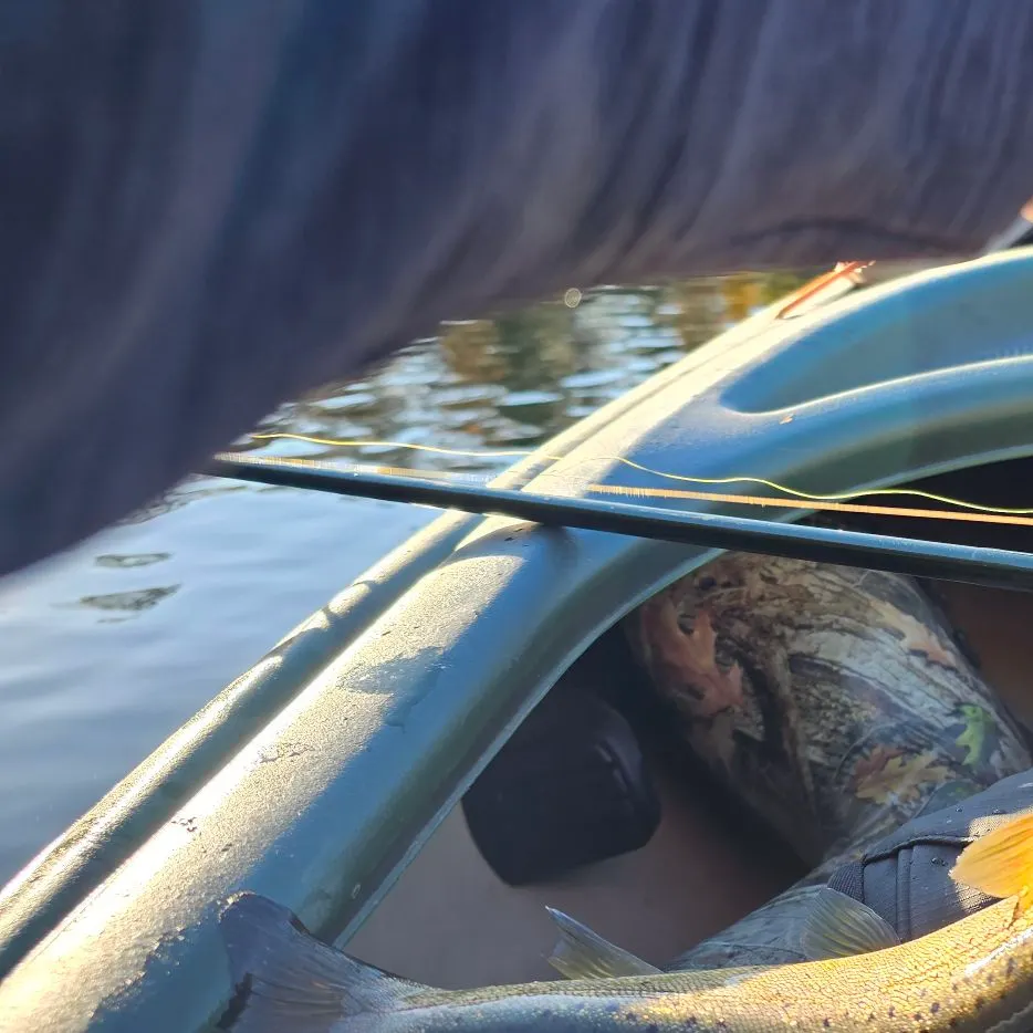 Brown trout caught on Fishbrain