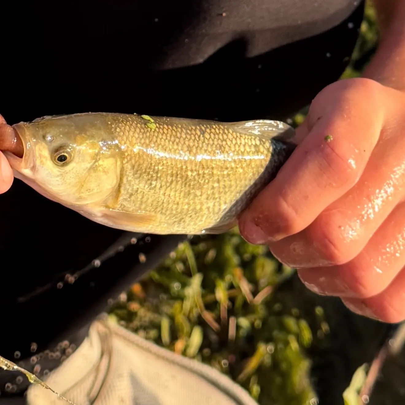 The most recent Mountain whitefish catches on Fishbrain