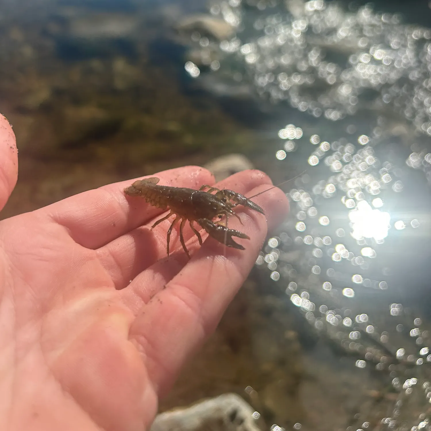 Rusty crayfish caught on Fishbrain