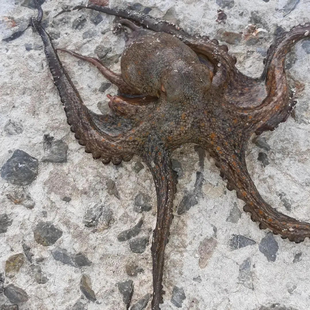 The most recent Common octopus catches on Fishbrain