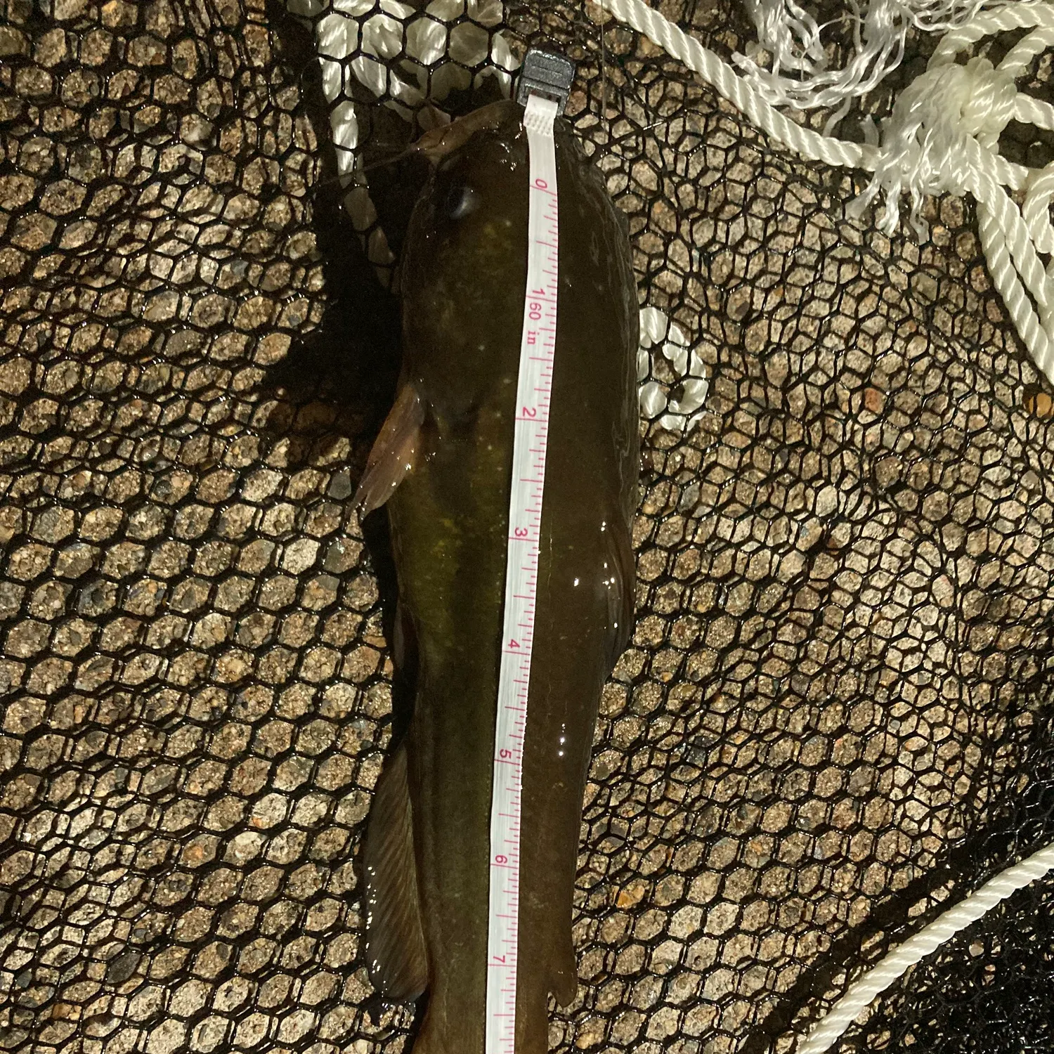 Yellow bullhead caught on Fishbrain