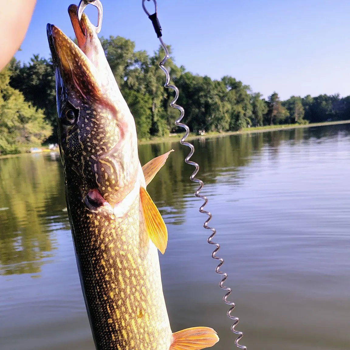 Northern pike caught on Fishbrain