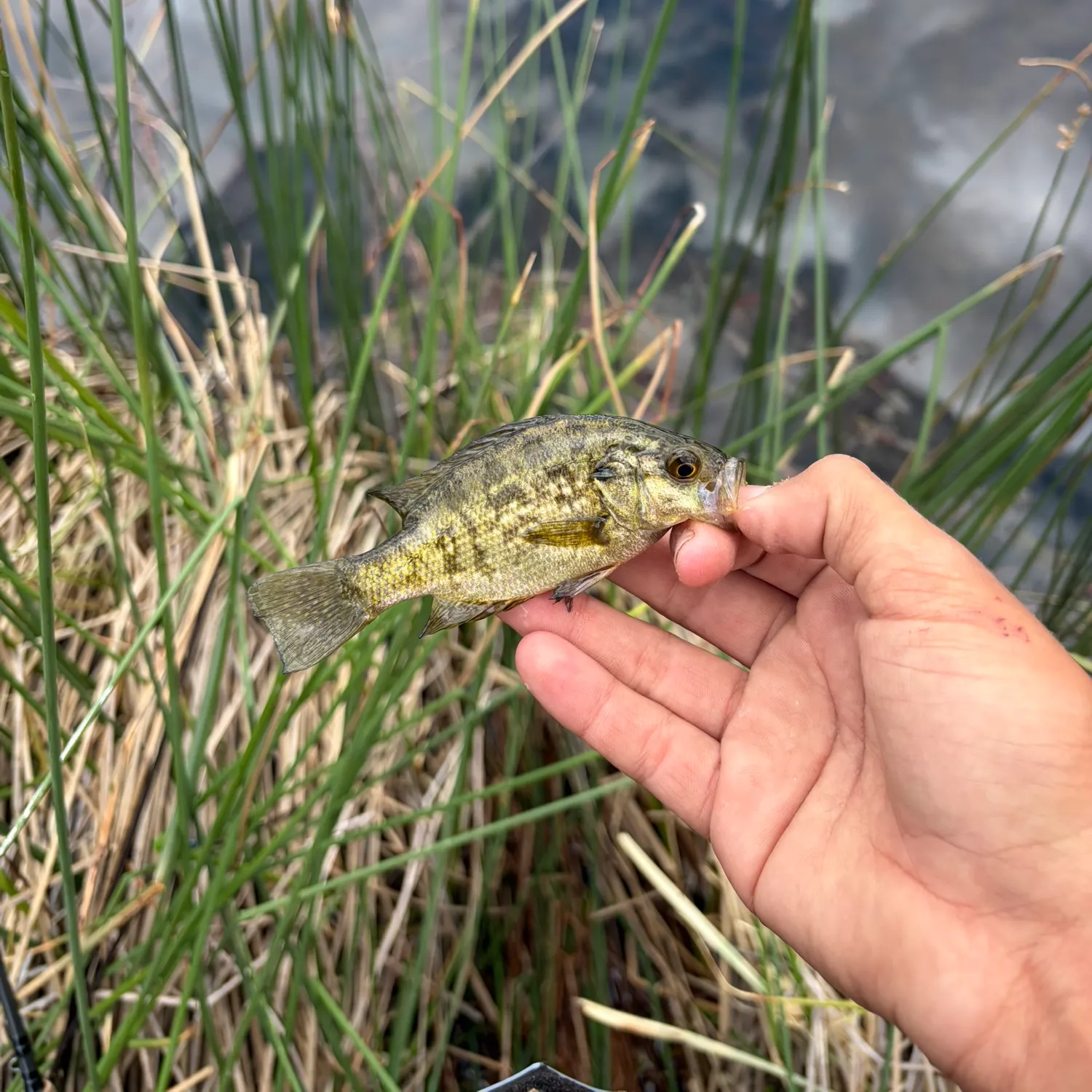 The most recent Sacramento perch catches on Fishbrain